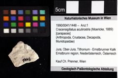 Foto (Objket + Etiketten) von Cyclothyreus sp. 